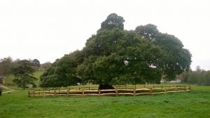 Cleft oak post and rail