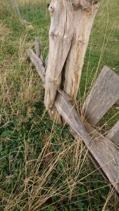 #cleft oak #Charlecote Park #oak fence