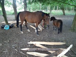 cleft oak, Cotswold ponies, 